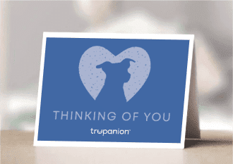 DOG SYMPATHY - ENGLISH